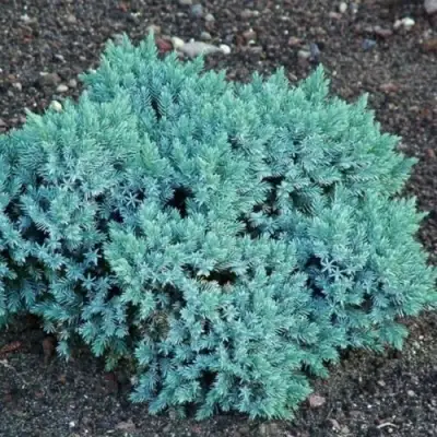 Можжевельник БЛЮ СТАР чешуйчатый в Бресте