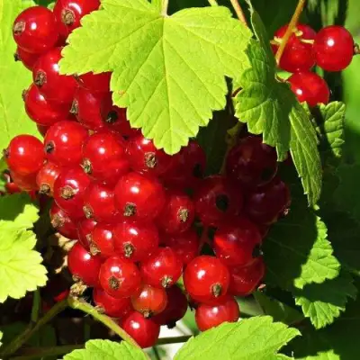 Смородина красная ГАЗЕЛЬ в Бресте