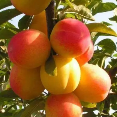 Слива ВЕТРАЗЬ-2 в Бресте