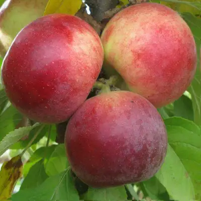 Яблоня БАЛЕРИНА ФЛАМЕНКО колонновидная  в Бресте