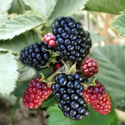 Ежевика ОРКАН бесшипная  в Бресте