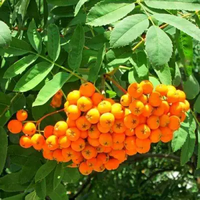 Рябина ДИРКЕНИ ЖЁЛТАЯ  сладкоплодная в Бресте