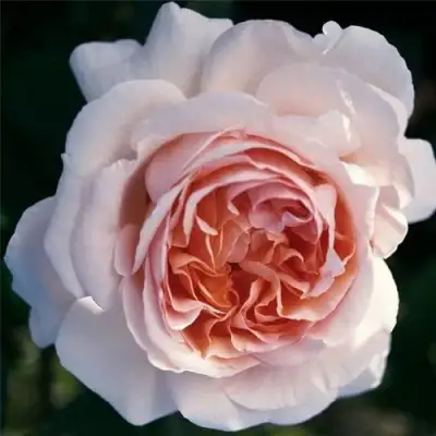 Роза АНДРЕ ЛЕ НОТР чайно-гибридная в Бресте