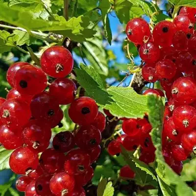 Смородина красная НЕНАГЛЯДНАЯ в Бресте