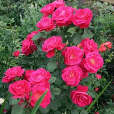 Роза ДЖОРДЖ ВАНКУВЕР флорибунда в Бресте