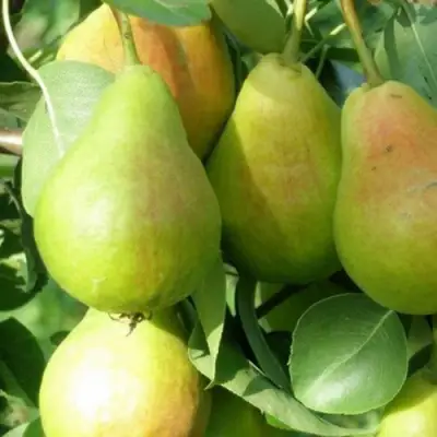 Груша ЛИРА в Бресте