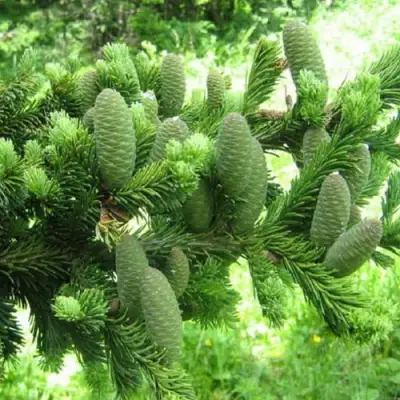 Пихта белая в Бресте