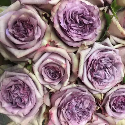 Роза ДОЛЬЧЕТТО чайно-гибридная в Бресте