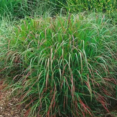 Просо РЕБРАУН прутьевидное в Бресте