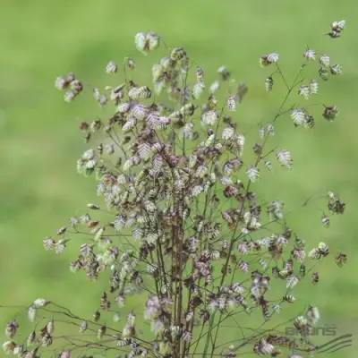 Трясунка средняя в Бресте