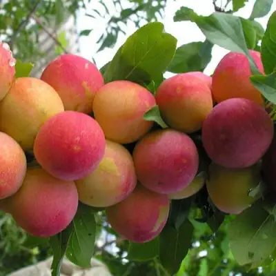 Слива СКОРОПЛОДНАЯ в Бресте