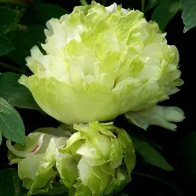 Пион ЗЕЛЕНЫЙ ШАР древовидный в Бресте