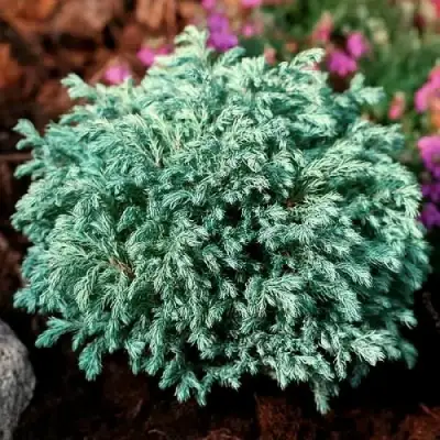 Кипарисовик БЕБИ БЛЮ горохоплодный в Бресте