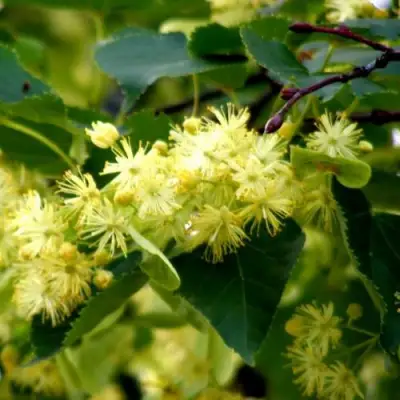 Липа сердцевидная в Бресте