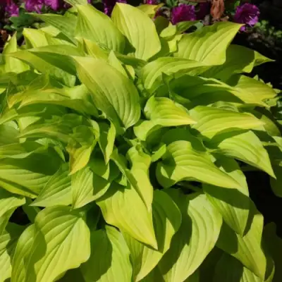 Хоста ХИДОН САНСЕТ в Бресте