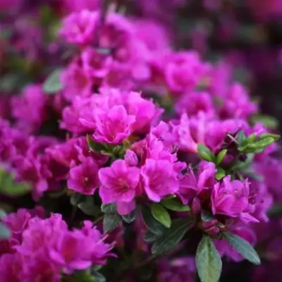 Азалия ГЕЙША ПЕРПЛ японская в Бресте