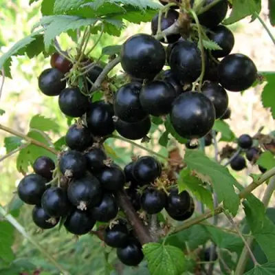 Смородина чёрная ШАРОВИДНАЯ в Бресте