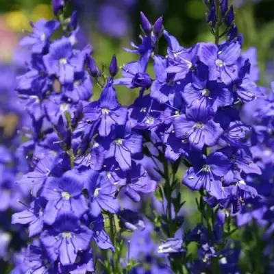 Вероника австрийская в Бресте