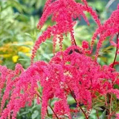 Астильба РЕД ЧАРМ Арендса в Бресте