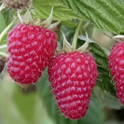 Малина ТУЛАМИН в Бресте