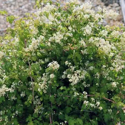 Стефанандра КРИСПА надрезаннолистная в Бресте