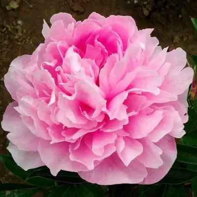 Пион ЛЕТЯЩИЙ ЖУРАВЛЬ травянистый в Бресте