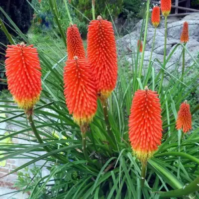 Книфофия БЕНГАЛ ФАЕР гибридная в Бресте