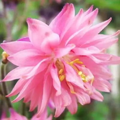 Аквилегия БАРЛОУ ПИНК гибрид МакКаны в Бресте