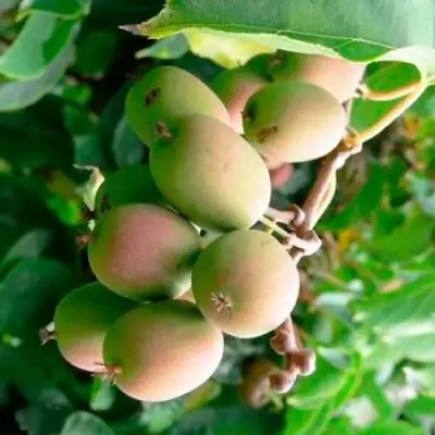 Актинидия ГИБРИДНАЯ КОЛБАСИНОЙ в Бресте