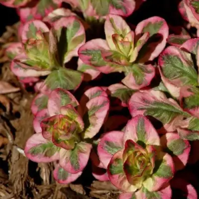 Вербейник АЛЕКСАНДР точечный в Бресте