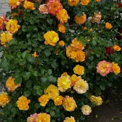 Роза САХАРА плетистая в Бресте