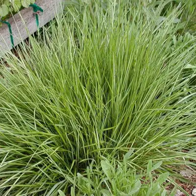 Вейник АВАЛАНШ остроцветковый в Бресте