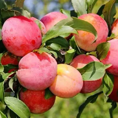 Слива ФАВОРИТЕ ДЕ СУЛТАНО в Бресте