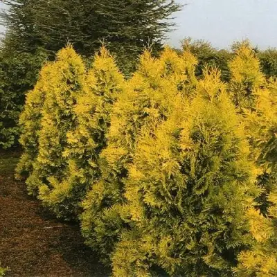 Туя ЕВРОПА ГОЛД западная в Бресте