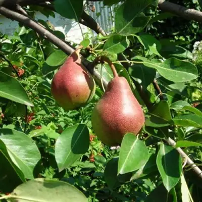 Груша РУМЯНАЯ КЕДРИНА в Бресте