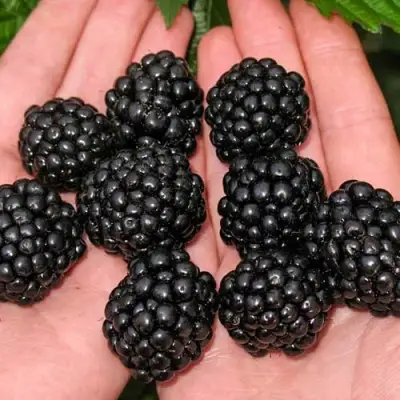 Ежевика ДЖАМБО бесшипная  в Бресте