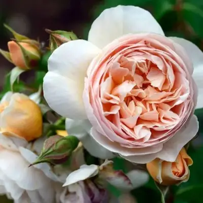 Роза ДЖУЛЬЕТТА английская в Бресте