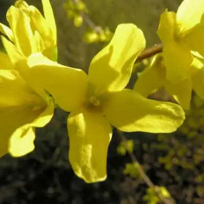 Форзиция ФОРЧУНА в Бресте