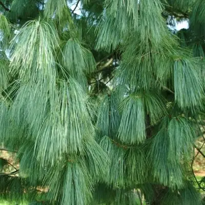 Сосна гриффита в Бресте