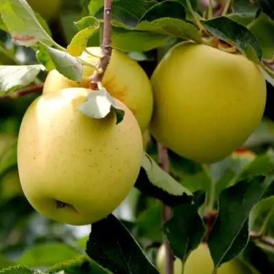 Яблоня ГОЛДЕН ВЛАДИМИРСКИЙ в Бресте