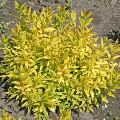 Бирючина АУРЕА обыкновенная в Бресте