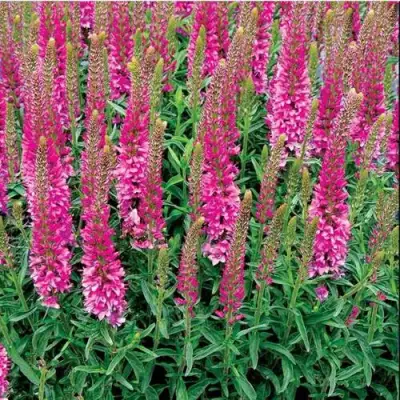 Вероника РОНИКА ФУКСИЯ в Бресте