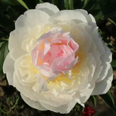 Пион БЛАШ КВИН травянистый в Бресте