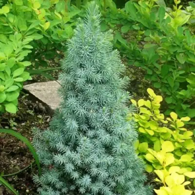 Ель КОНИКА сизая в Бресте