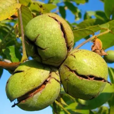 Грецкий орех ПИНСКИЙ в Бресте