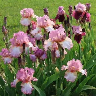 Ирис БЛАШИНГ ПИНК бородатый в Бресте