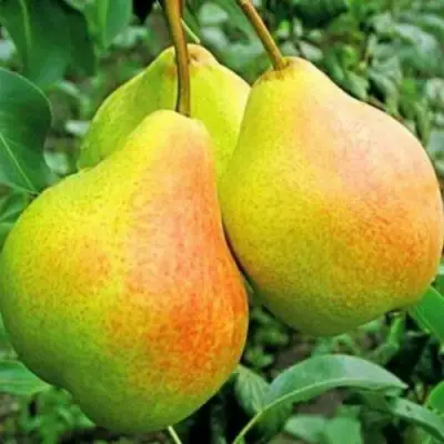 Груша ФЕЕРИЯ