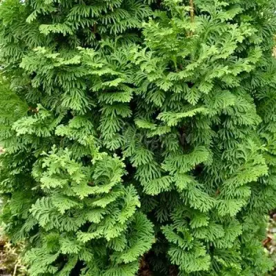 Туя СПИРАЛИС МИНИ западная в Бресте