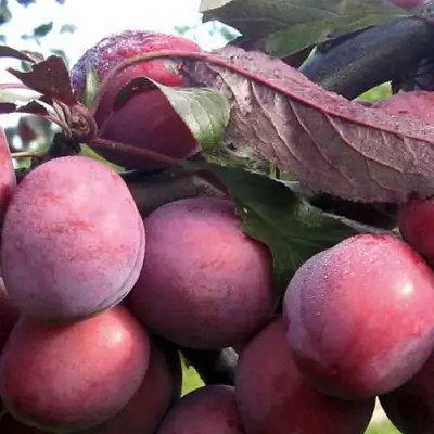 Слива ПАННА в Бресте