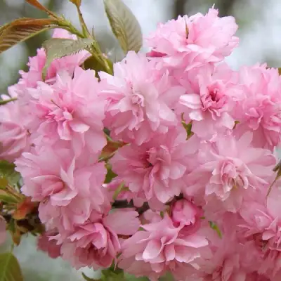 Сакура РОЗЕА ПЛЕНА в Бресте